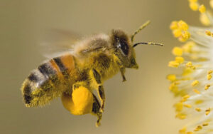 abeja